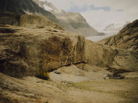 A small yellow plant seen growing under a ledge with an alpine lake and snowy peaks in the background