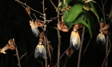 A bright photo of large, translucent winged insects clinging to woody stems.