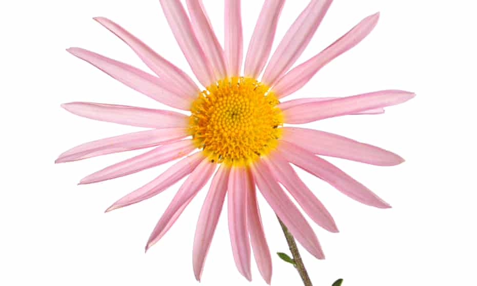 Chrysanthemum rubellum.