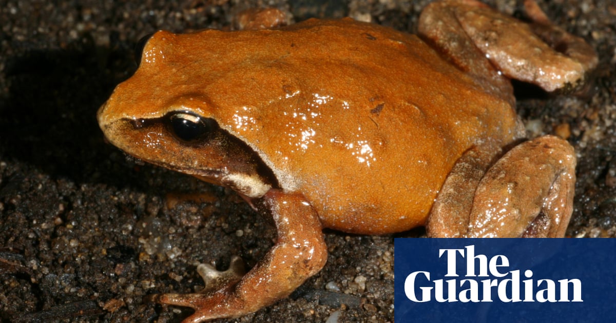 New frog species discovered in Australia  and it's already endangered