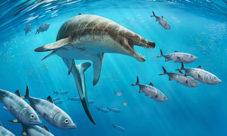 A reconstruction of the newly discovered mosasaur Khinjaria acuta.