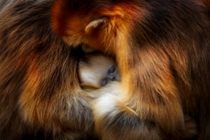Sichuan snub-nosed monkey