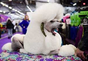 Standard Poodle named George yawns during the 143rd Westminster Kennel Club Dog Show