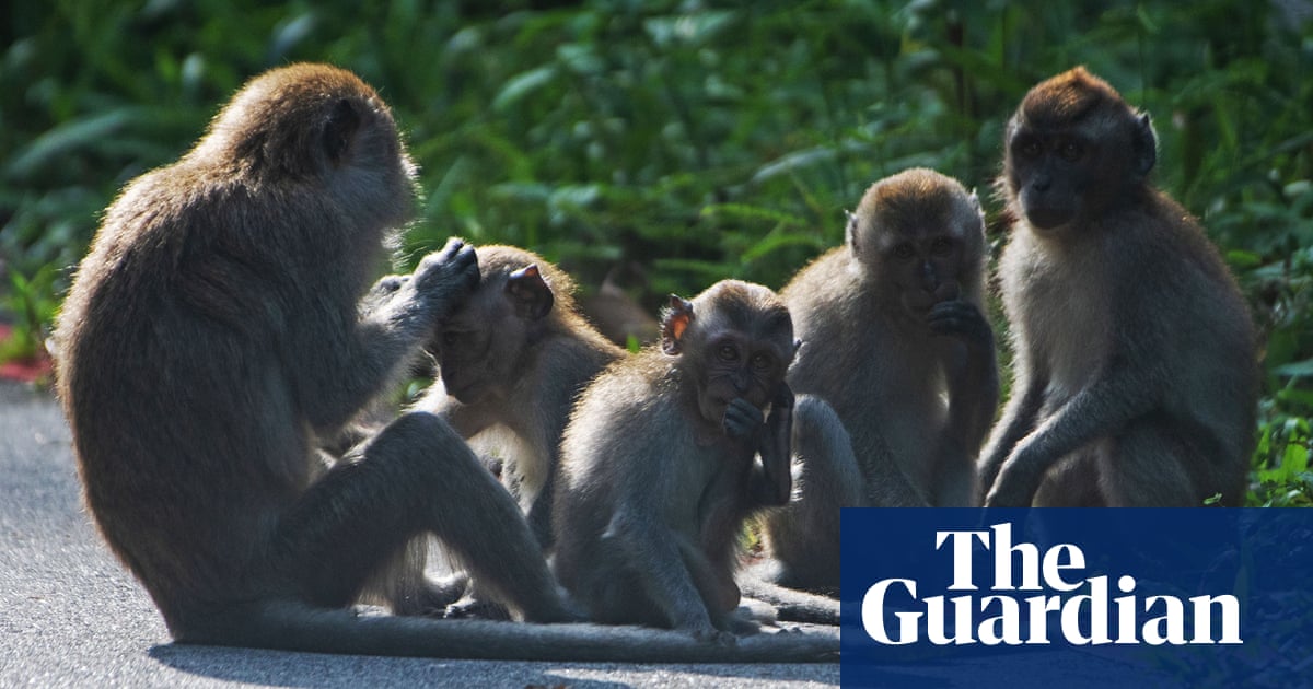 Revealed: US allowing long-tailed macaque imports despite risk of disease