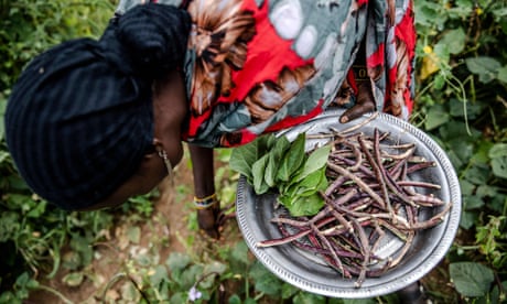 A farmer harvesting cowpeas in Moyale, Kenya in July