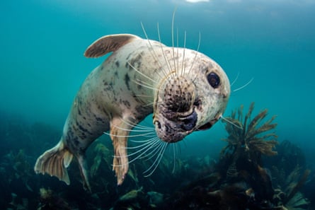 Grey seal above a kelp forest in the sea off Lundy in the Bristol Channel.