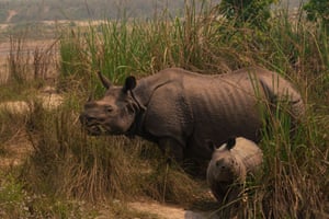 Um rinoceronte de um chifre e um bezerro