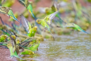 Milhares de periquitos pousam na barragem para beber. Davis descobriu que ser atingido pelo movimento constante e pelo barulho das asas dos pássaros enquanto os fotografava era como andar de helicóptero sem porta