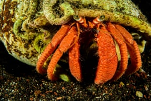A hermit crab spotted on a night dive