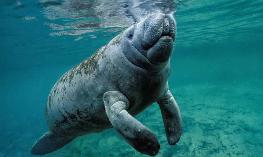 Manatees are popular attractions in Florida but their numbers are at risk.