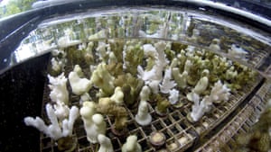 Selective breeding of coral at the University of Hawaii’s Institute of Marine Biology