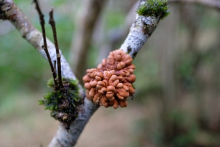 A tree with moss and orange nodules on one branch