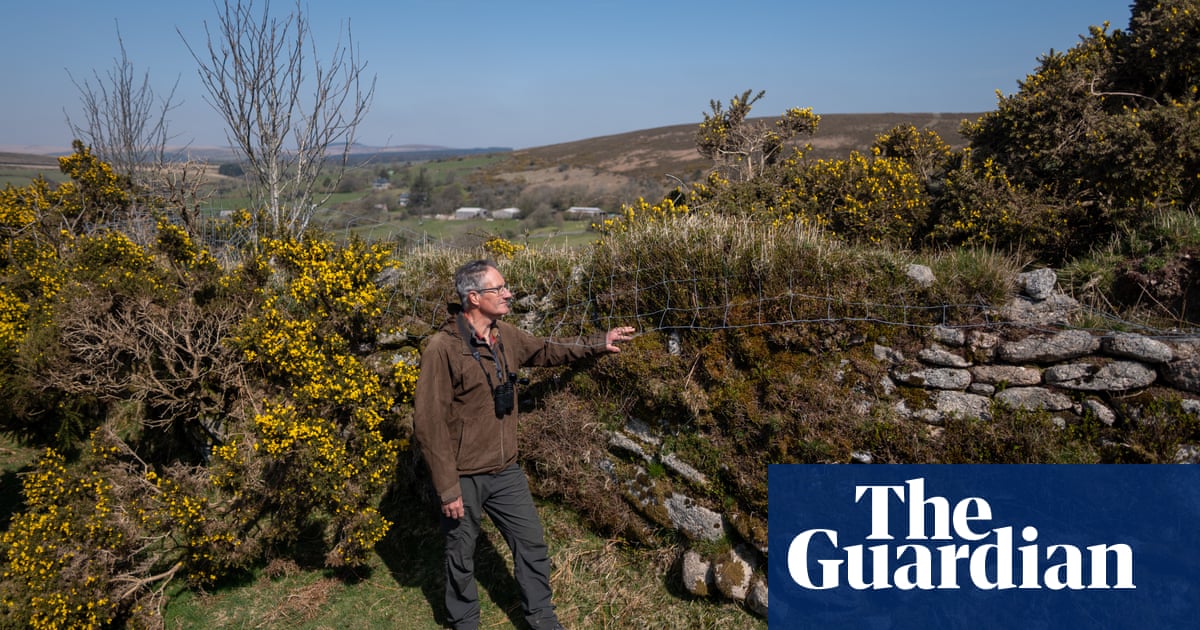Like the Ritz for wildlife: the joy of recreating England's ancient hedges