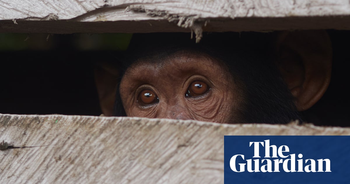 One Swedish zoo, seven escaped chimpanzees