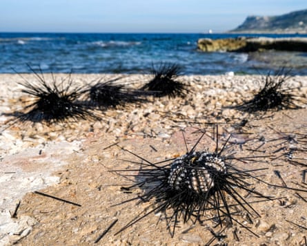 Dead sea urchins on a shore.