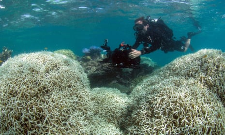A diver filming a reef affected by bleaching off Lizard Island in the Great Barrier Reef
