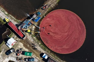 Aerial view of a giant vat filled with cranberries