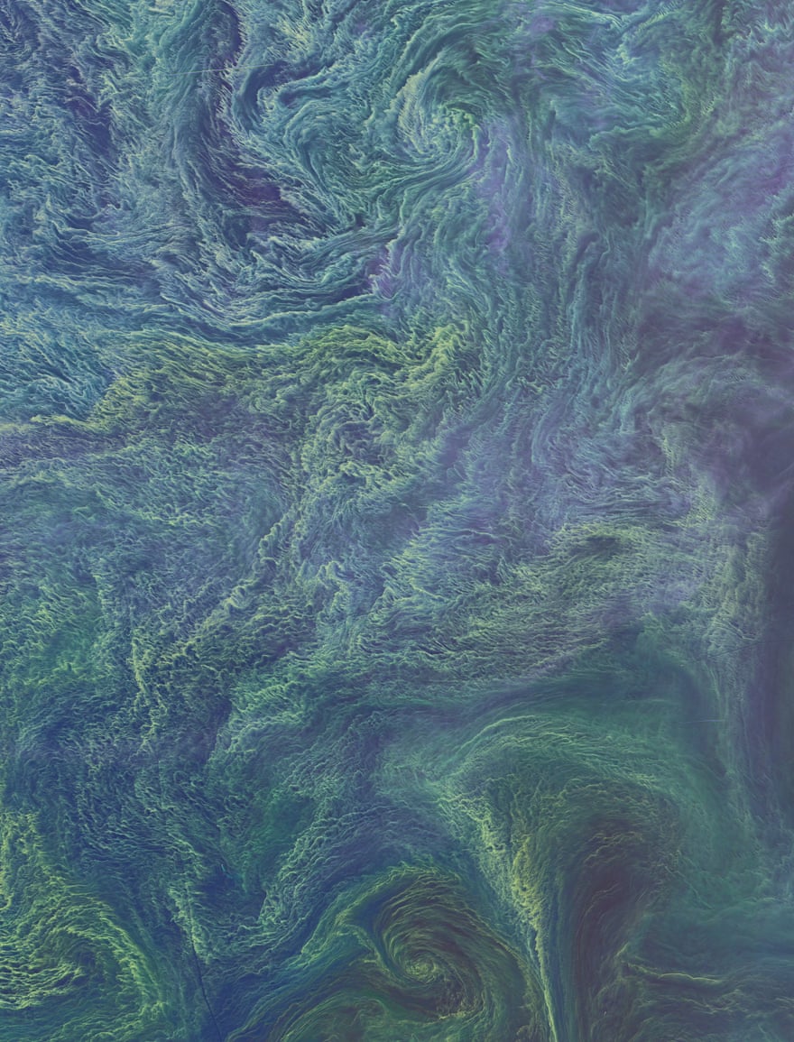A large bloom of cyanobacteria swirling in the Baltic Sea