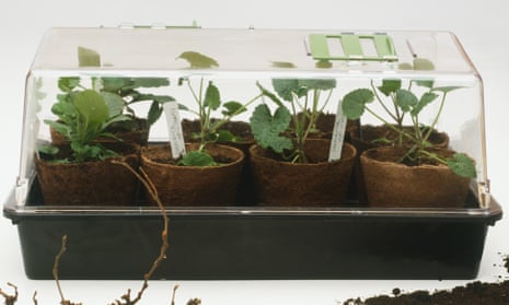 Potted plants in propagator