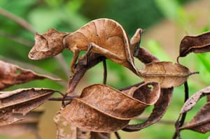 Satanic leaf-tailed gecko