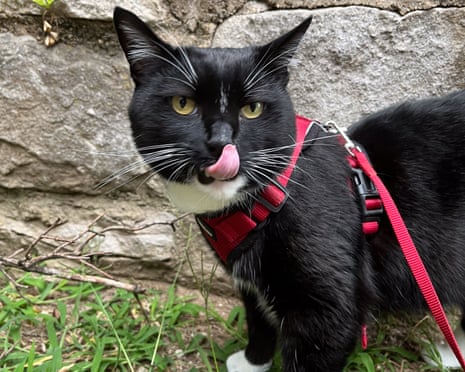 A photo of a Tuxedo Cat named Tux