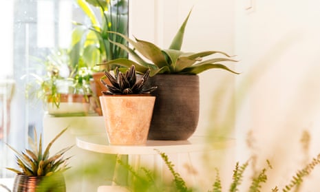 Instagram influencers talk of an ‘explosion’ in the growth of indoor plant sales.