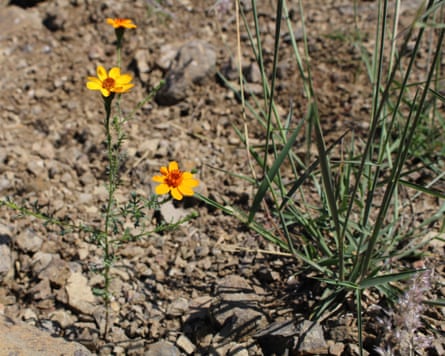 A small yellow and orange flower on dry, rocky soil