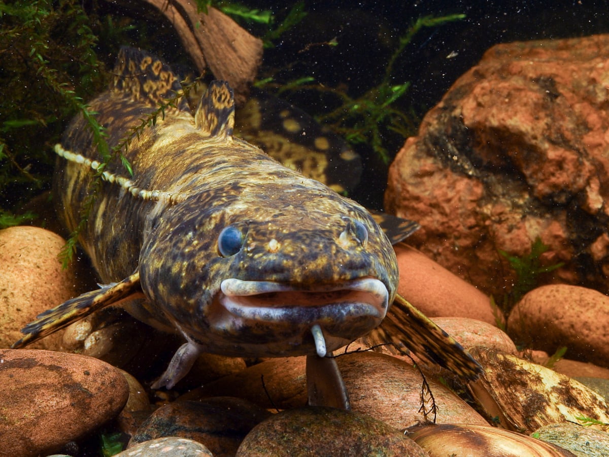 Global Freshwater Fish Populations At Risk Of Extinction Study Finds Rivers The Guardian
