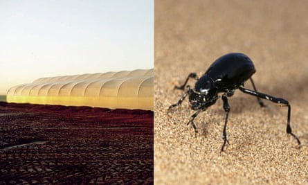 A greenhouse in Abu Dhabi and the Namib Desert beetle.