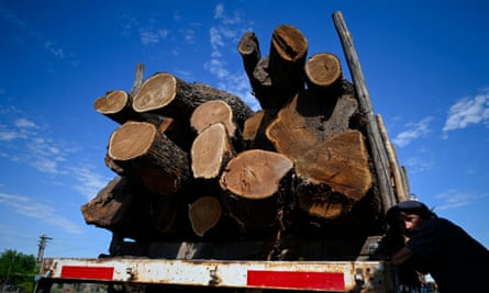 A worker leans on a truck loaded with wood logs in Machagai, Chaco province, Argentina