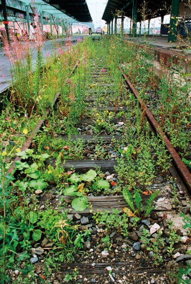 Assorted carpet of flowers on a rusty railway track