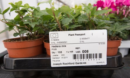 EU plant passport showing the origin of a hedera plant from the Netherlands
