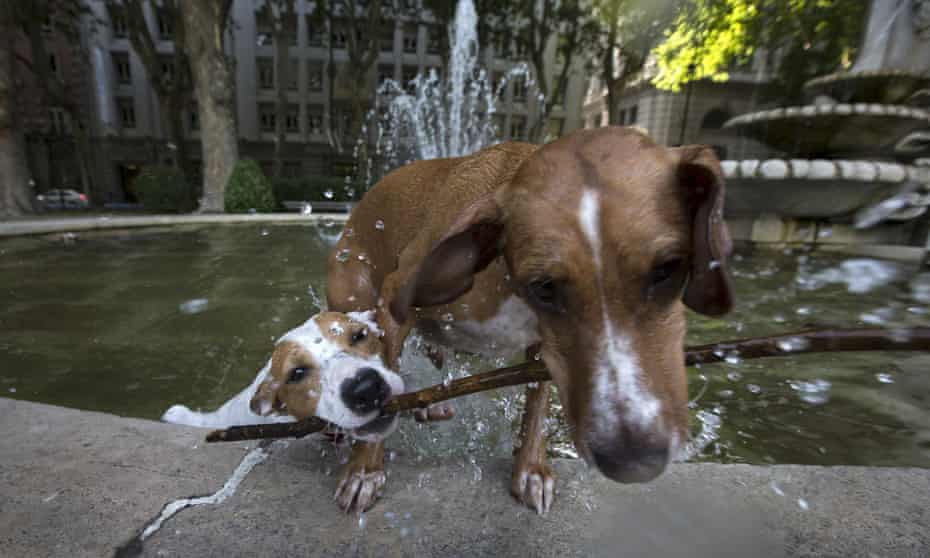 Dogs playing together as they cool off in a fountain in central Madrid, Spain. 