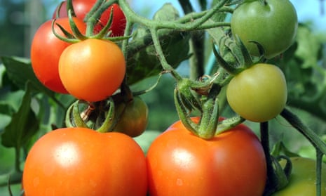 Tomatoes growing on a plant