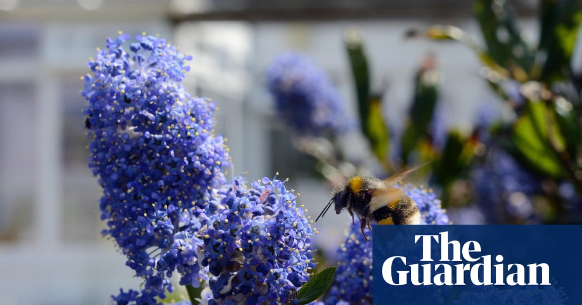 Small gardens as vital as big ones for conserving bees, says study