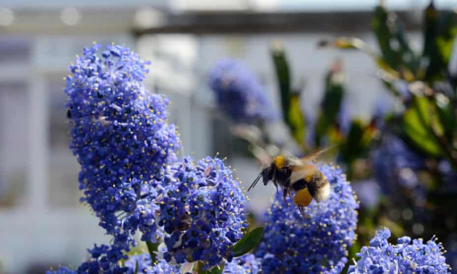 Abejorro de cola de ante que vuela a las flores de Ceanothus en un jardín plantado con flores para atraer a los polinizadores.