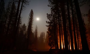 A stand of trees is bathed in smoke and fire in Grizzly Flats late on Tuesday.