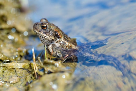 A common toad emerges from a pond