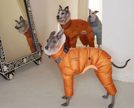 Three dogs wear Pawelier coats in a room with a large mirror
