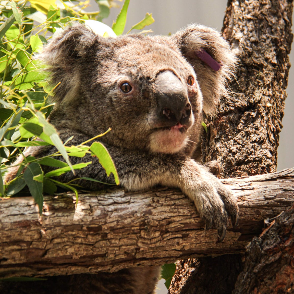 Australia S Environment Minister Says Up To 30 Of Koalas Killed In Nsw Mid North Coast Fires Bushfires The Guardian