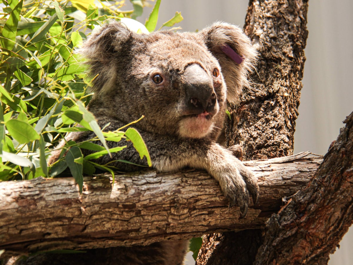 Silent Death Australia S Bushfires Push Countless Species To Extinction Bushfires The Guardian