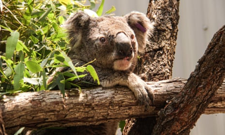 A koala rescued from a bushfire