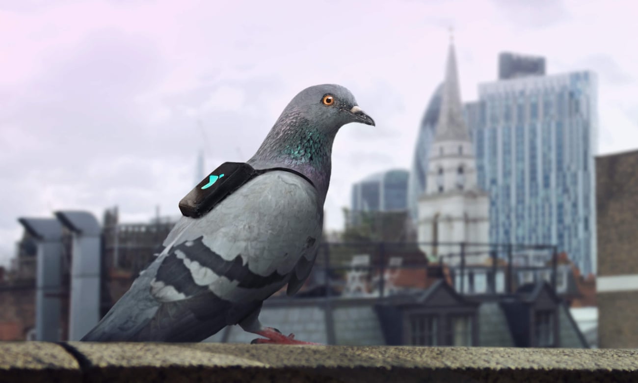 One of the ‘pigeon air patrol’, a publicity stunt on 14-16 March, equipping racing pigeons with pollution sensors to highlight London’s air quality problem.