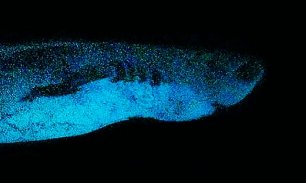 The kitefin bioluminescent shark, up close.