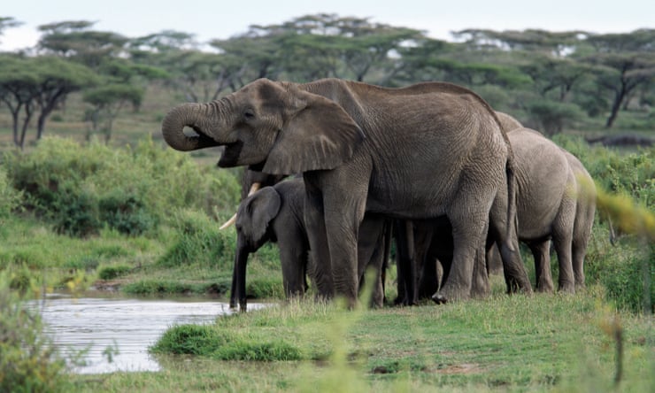 Shrinking trees and tuskless elephants: the strange ways species are adapting to humans A herd of elephants in Tanzania's Ngorongoro conservation area, where the genetic abnormality that makes them tuskless is also seen.Photograph: John Warburton-Lee Photography/Alamy