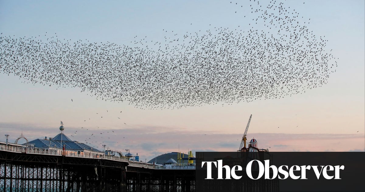 Swooping, soaring, murmurating: why the skies are full of starlings