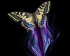 All of a flutter: how butterflies avoid being a predator’s lunch