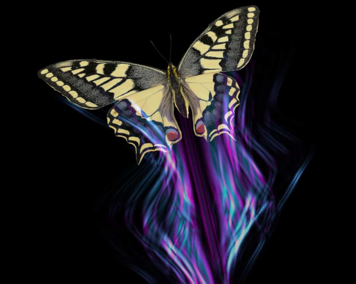 Wing patterns create motion confusion