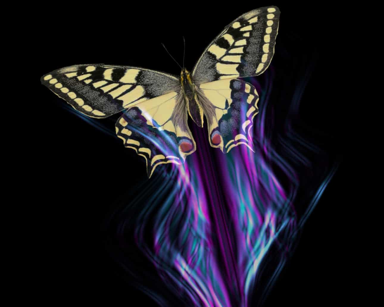 Butterfly wing illusions compared to barber pole