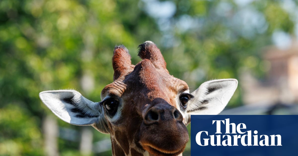 Thursday news quiz: stolen saplings, legal happenings and a missing giraffe